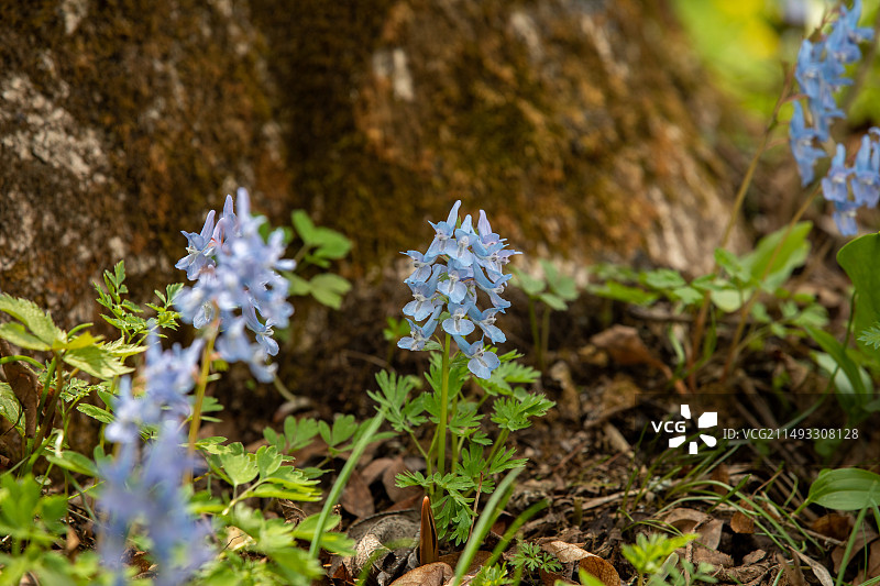 春天的野花 蓝色延胡索图片素材