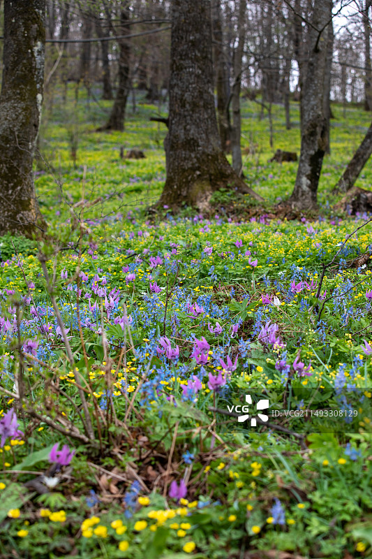 春天的野花 蓝色延胡索图片素材