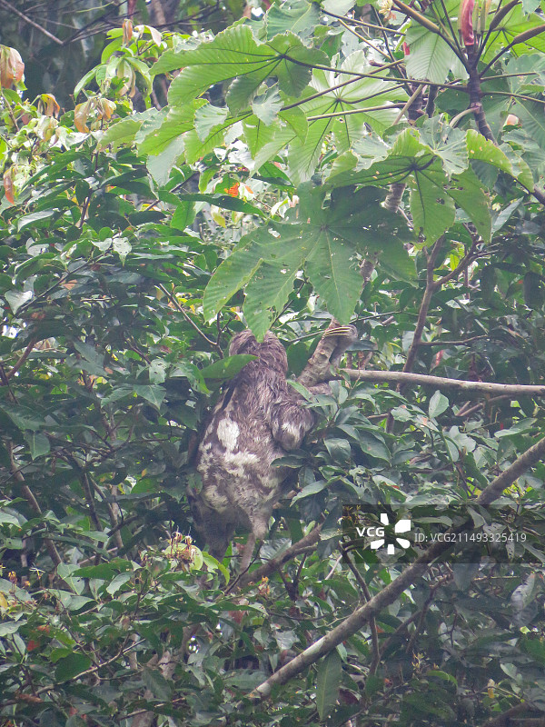 亚马逊树懒图片素材