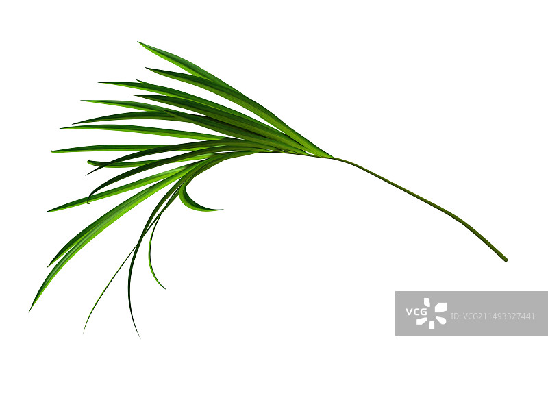 隔离背景的凤尾竹枝条图片素材