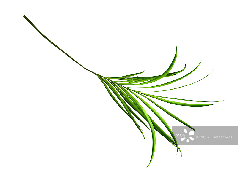 隔离背景的凤尾竹枝条图片素材