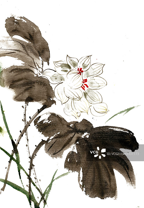 白色的莲花图片素材