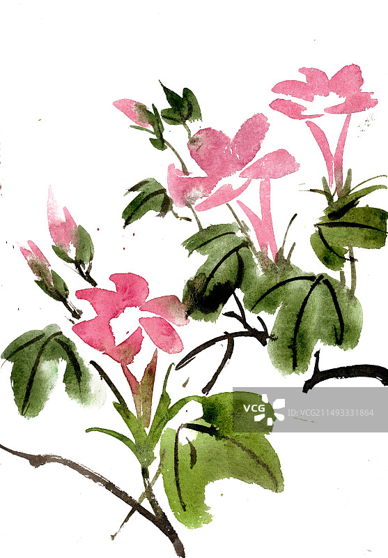 粉红色的喇叭花图片素材