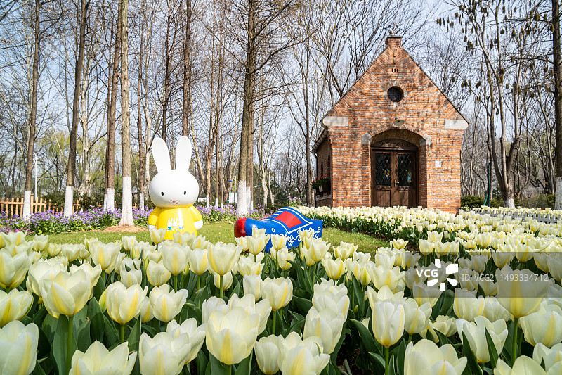 南京绿博园郁金香图片素材