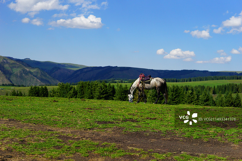 高山草地马儿图片素材