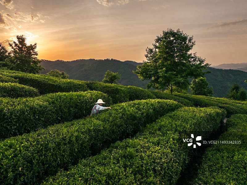 陕西平利县蒋家坪茶园图片素材