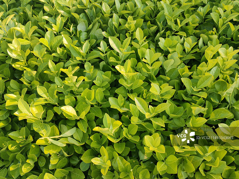 新鲜绿色植物的全帧拍摄图片素材