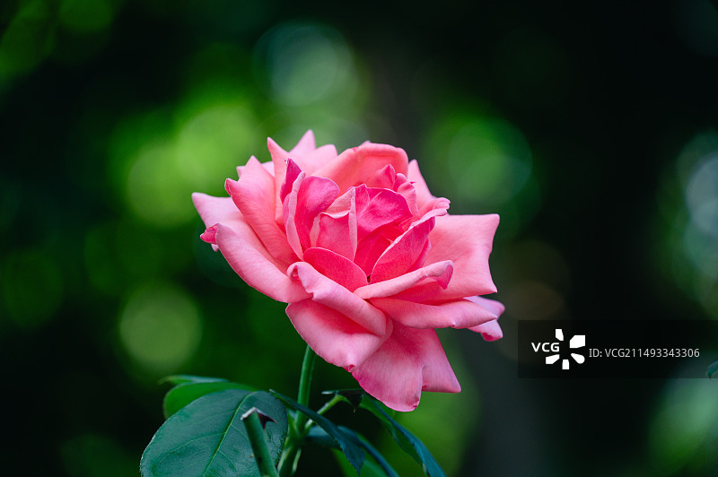 户外盛开的粉红玫瑰特写镜头图片素材