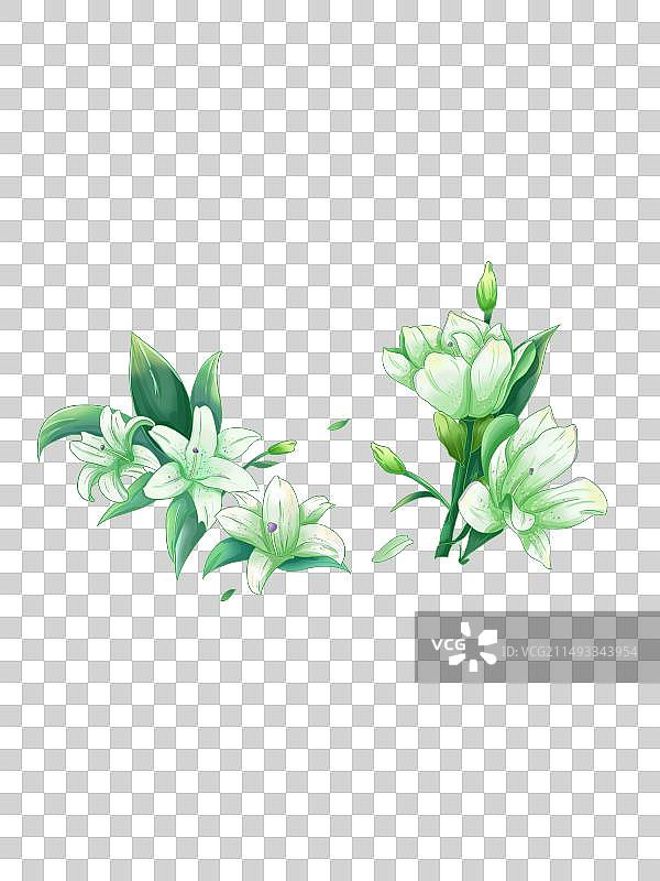 中国风白百合插画图片素材