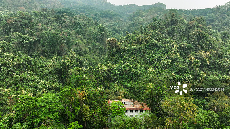 郁郁葱葱的热带雨林，航拍云南瑞丽莫里热带雨林图片素材