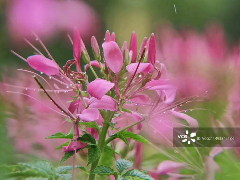 醉蝶花图片素材