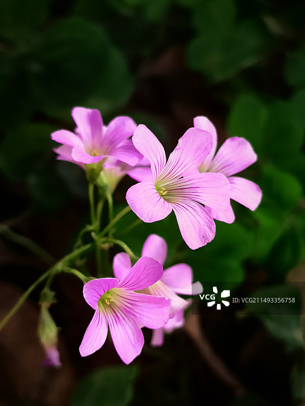 四叶草花图片素材