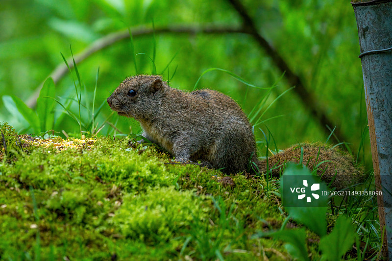 赤腹松鼠图片素材