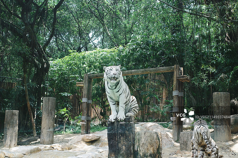 广州长隆野生动物世界白虎坐姿图片素材