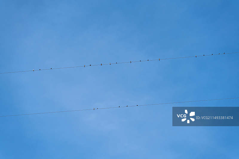 晴朗的蓝天下栖息在电线上的燕子图片素材