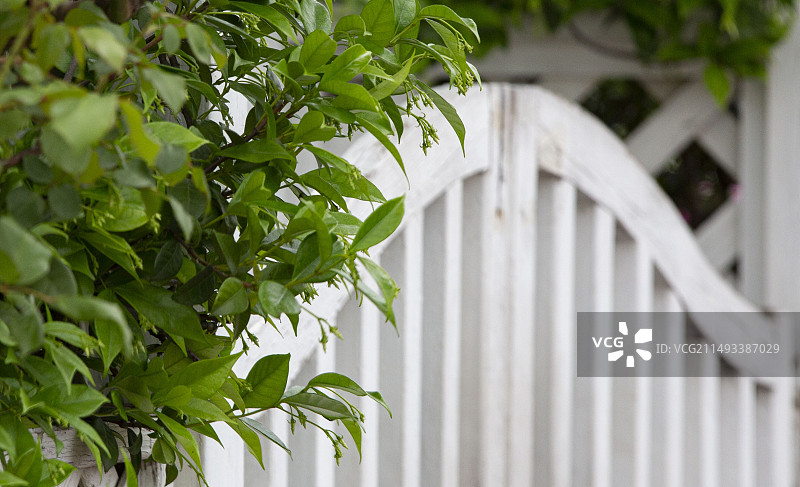 篱笆栏杆与花图片素材