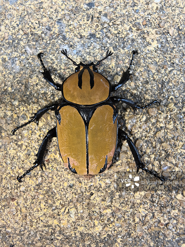 黄粉鹿花金龟图片素材