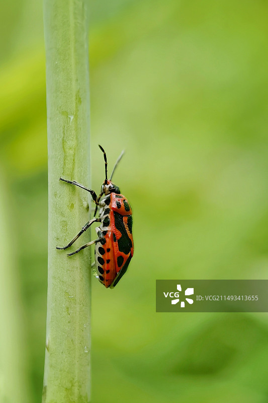 红"蝽"图片素材