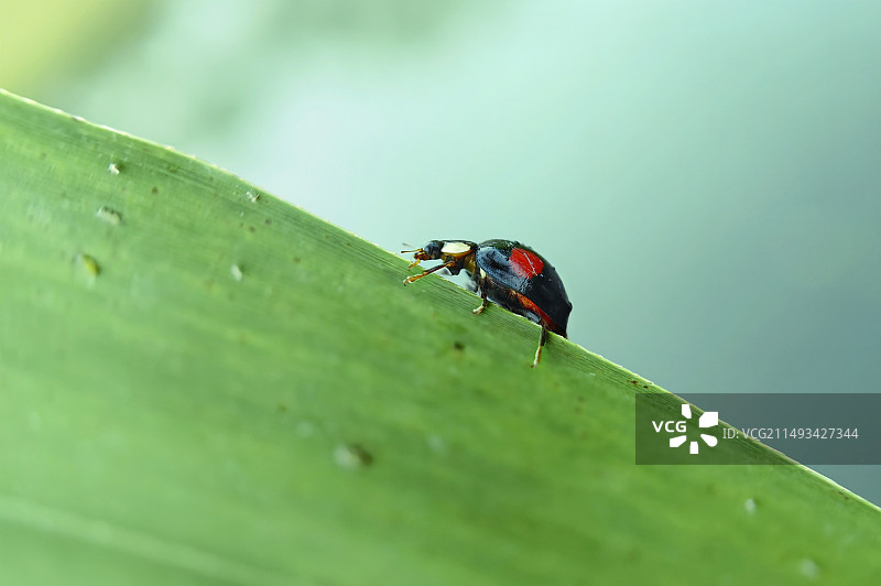 叶子边上爬行的小甲虫（瓢虫）图片素材
