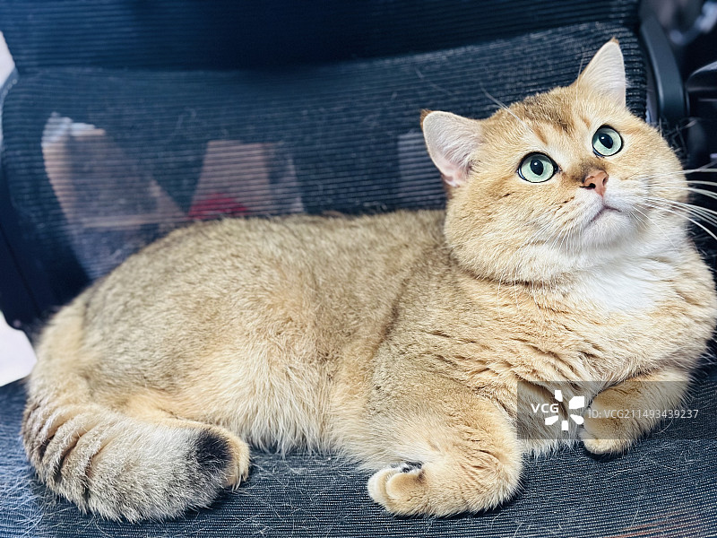 金渐层自拍图片素材