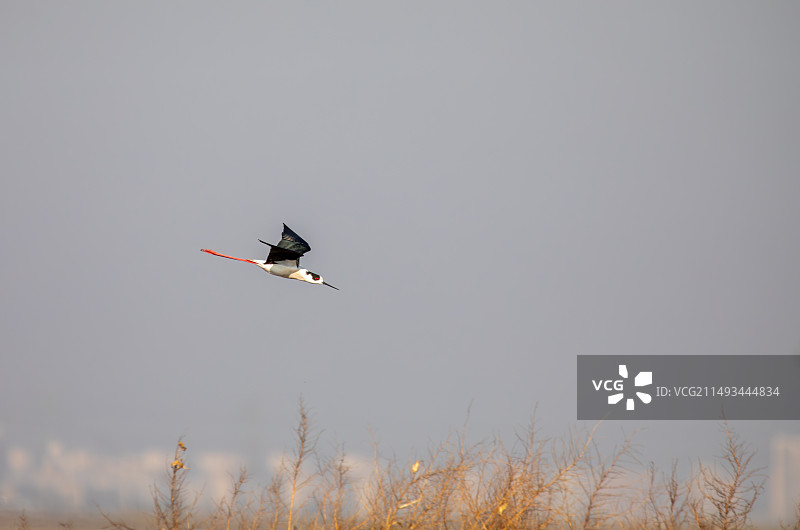 郊外湿地中的黑翅红脚鹬图片素材