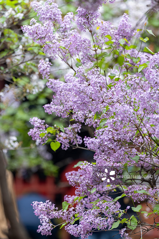 北京法源寺丁香花开图片素材