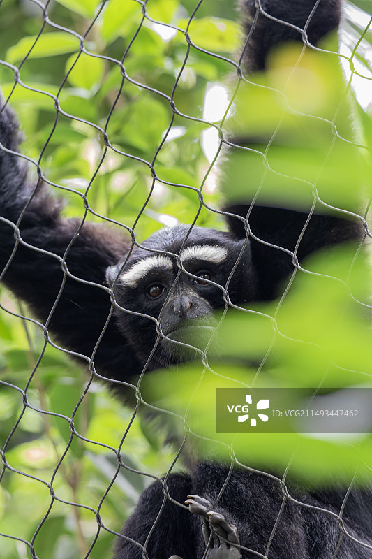 攀爬的雄性东白眉长臂猿图片素材