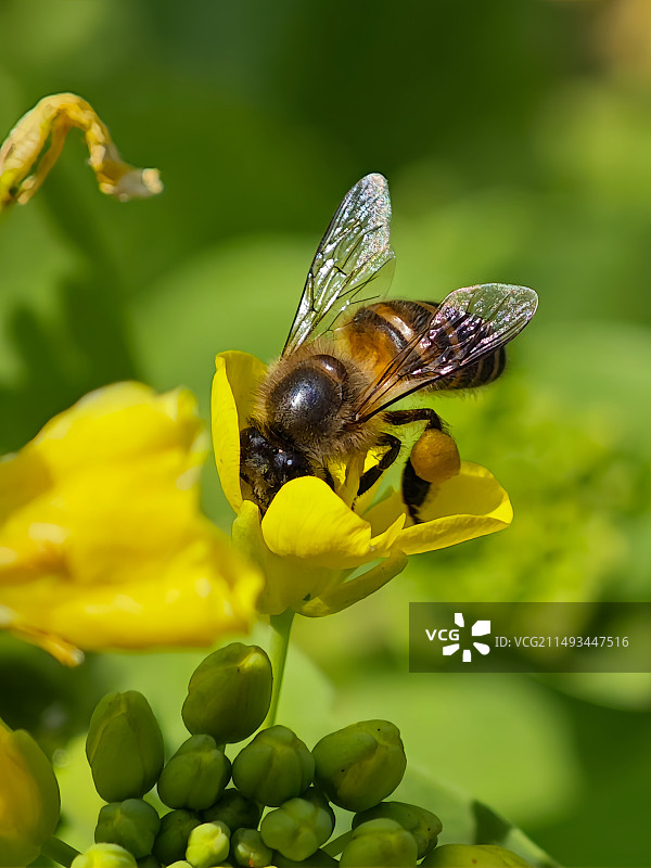 蜜蜂采蜜中图片素材