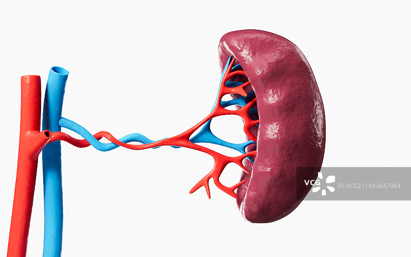 人体内脏脾脏器官解剖图3D渲染图片素材