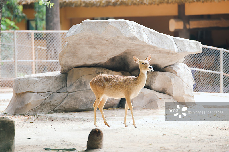广州动物园海南坡鹿图片素材