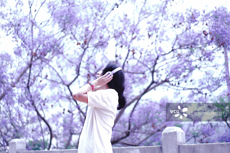 蓝花楹盛开的初夏图片素材