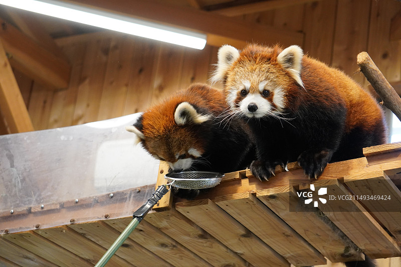 木头上的小熊猫特写镜头图片素材