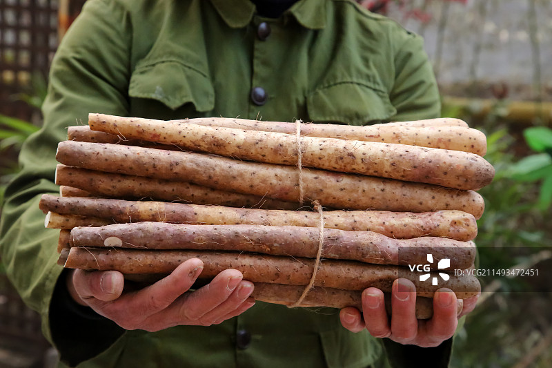 铁棍山药图片素材