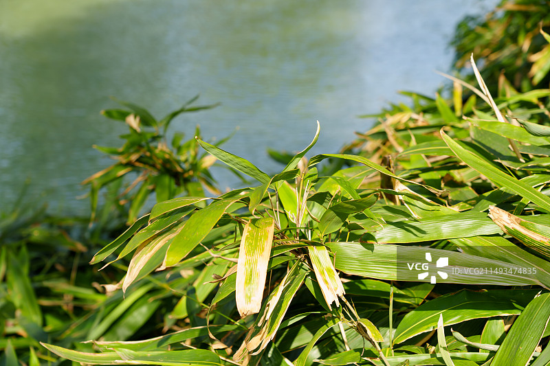 阳光洒下阔叶箬竹（苏州虎丘山风景名胜区）图片素材