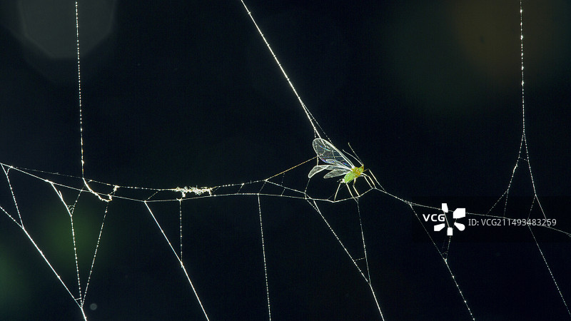 被困在蜘蛛网上的昆虫图片素材