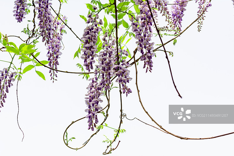 春天里的紫藤花图片素材