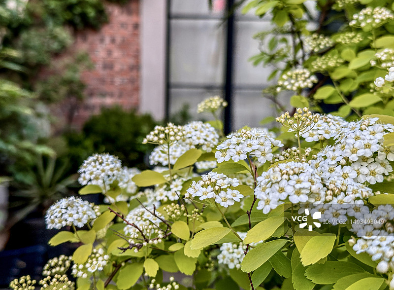 朗园station绣线菊盛开图片素材