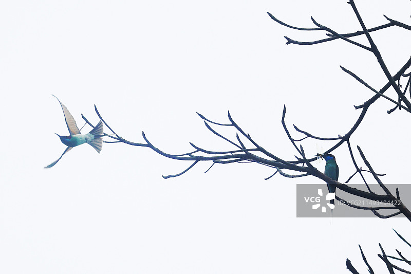 展翅飞翔的蜂虎鸟和叼蜻蜓的蜂虎图片素材