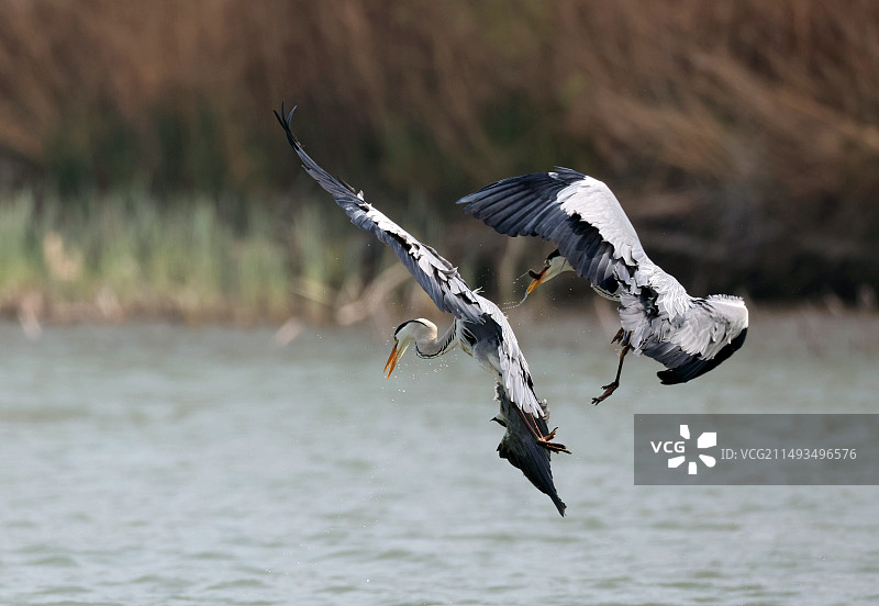 滑稽可爱的苍鹭鸟图片素材