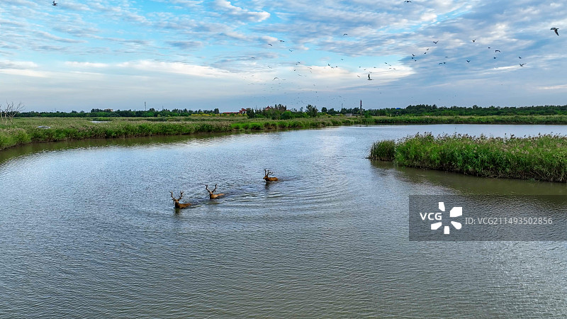 麋鹿-七里海图片素材