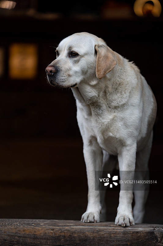 狗向别处看的特写镜头图片素材
