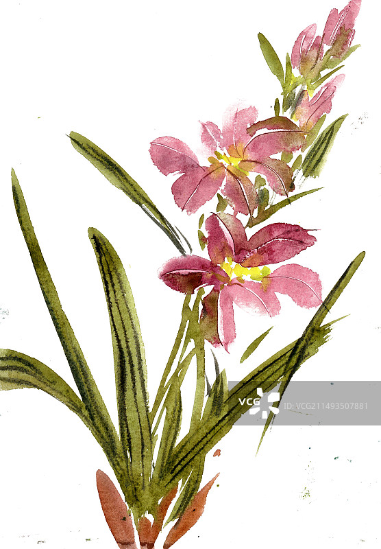 美丽的鸢尾花图片素材