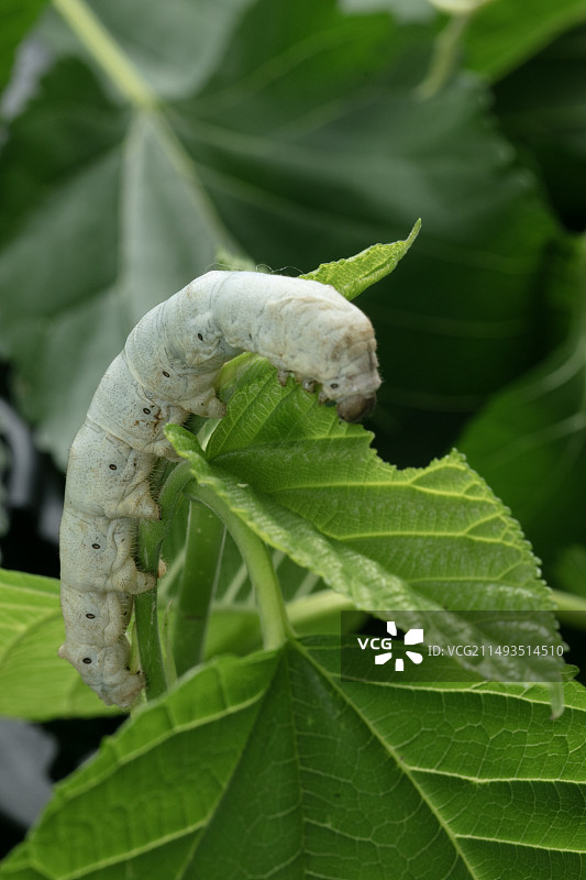 吃桑叶的蚕图片素材