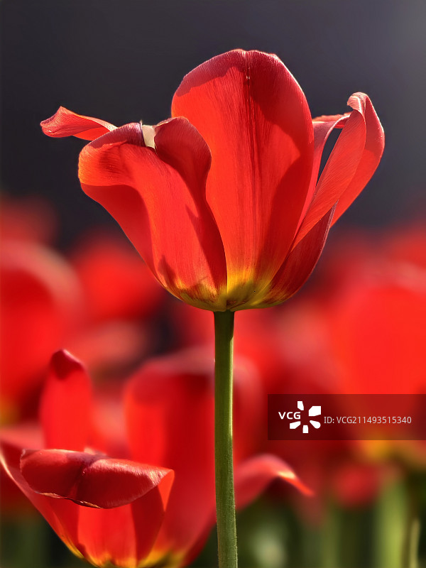 “郁”见美好图片素材