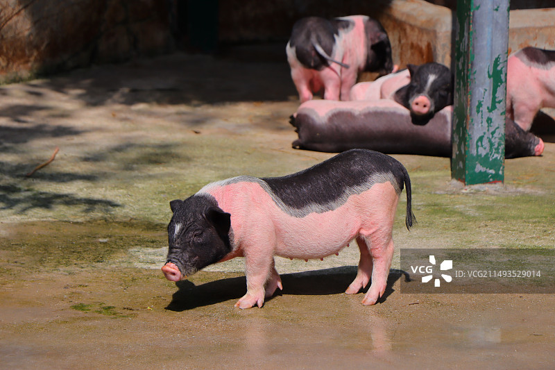 宠物猪小香猪图片素材