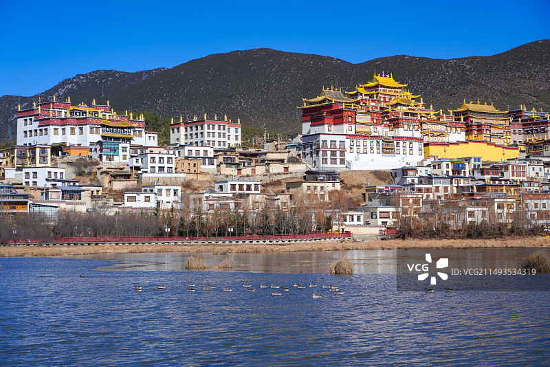 神湖里成群的野鸭子与松赞林寺图片素材