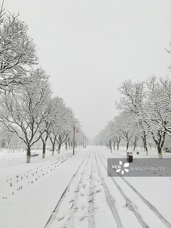 雪中的林间小路图片素材