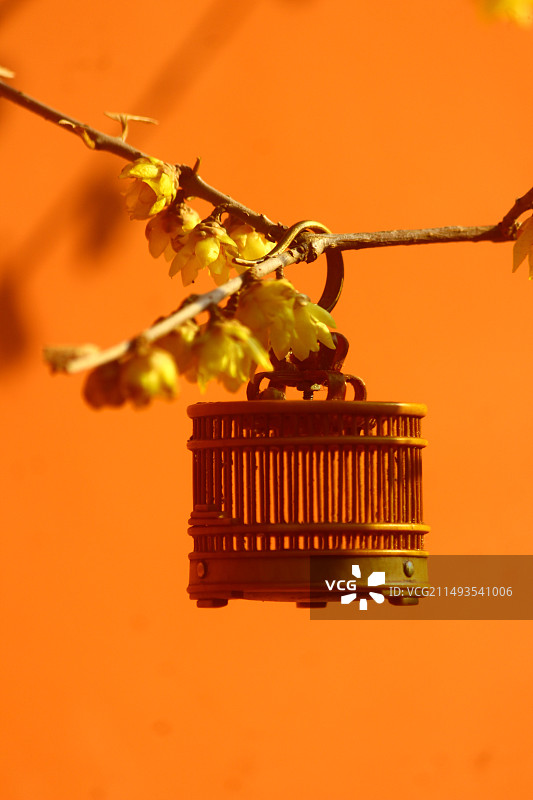 北京市卧佛寺腊梅图片素材