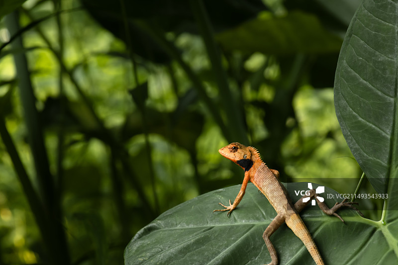 植物上的蜥蜴特写镜头图片素材