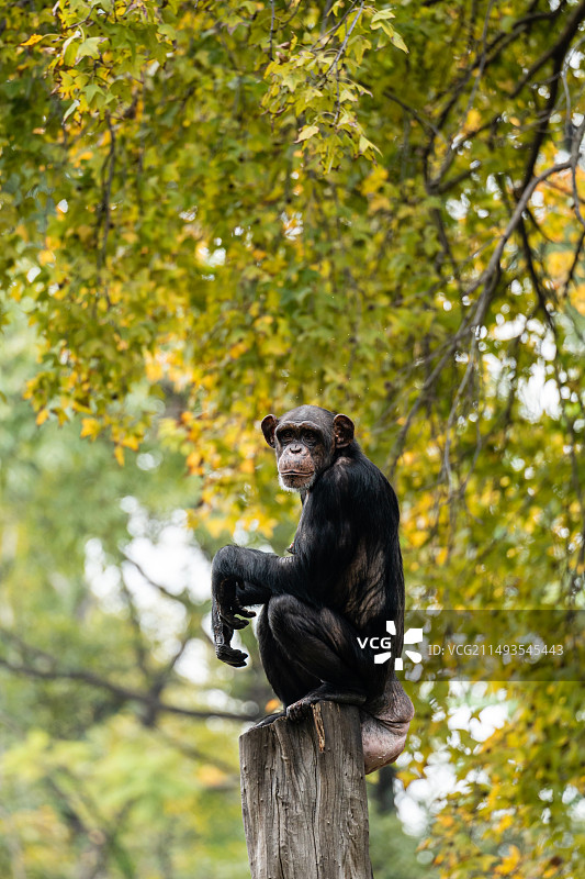 黑猩猩坐树上图片素材